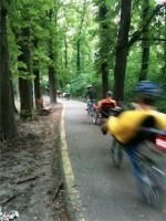Kerékpárral az erdőbe